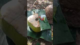Download lagu Rujak Kelapa Muda ( Cara bikin rujak Kelapa muda ala anak Kampung ) mp3