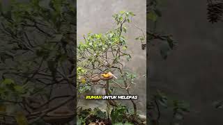 Download lagu creative idea to make a mini aviary that is integrated with the living room #aviary #birds #bird mp3