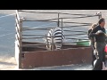 Oakland Ca Ringling Brothers Circus Confined Zebra Pacing In Pen