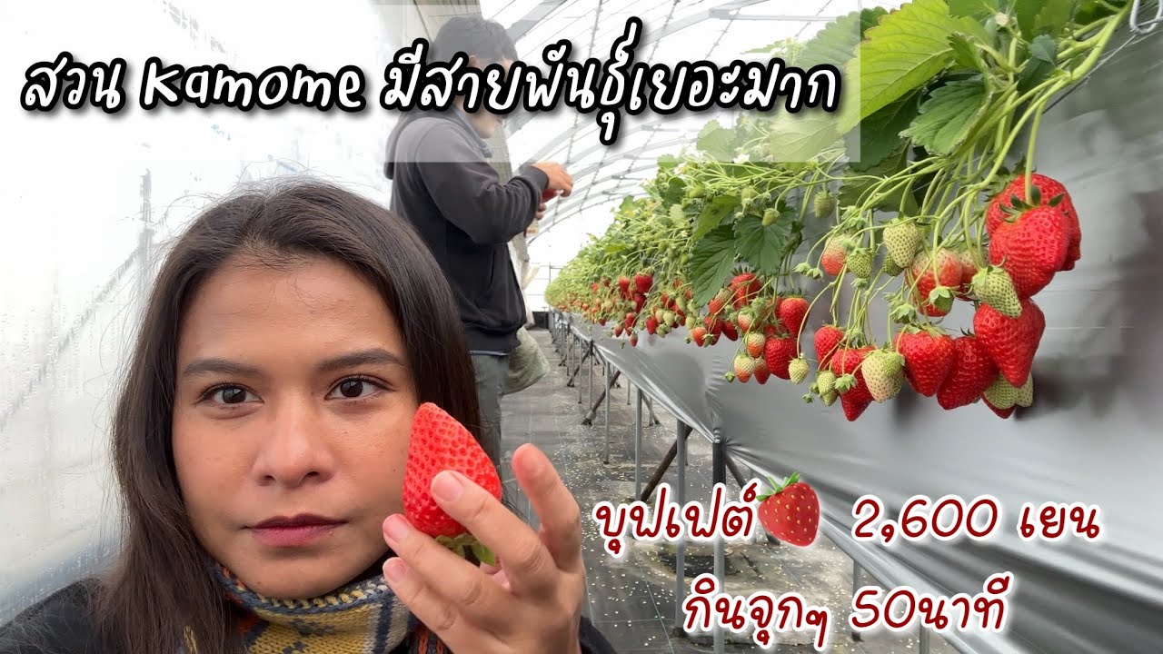 สวนสตรอว์เบอร์รี่🇯🇵 มาสวนนี้ครั้งแรก/ สวนคาโมเมะ(Kamome) จ.โอคายะมะ