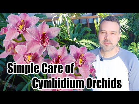 , title : 'How to Grow and Care for Cymbidium Orchids'