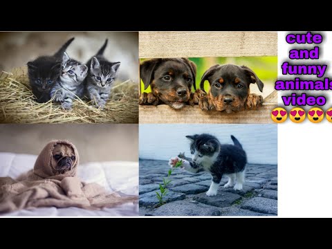 OMG So cute animals 😍😍😍 best funny cat videos 2021 #84 new funny animals video for funn very funny 😂