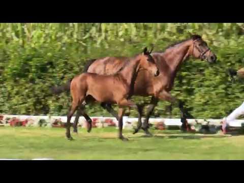 61 Falabella  SF v.  Franziskus - Ehrenstolz