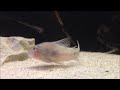Corydoras aurofrenatus Corydoras aurofrenatus