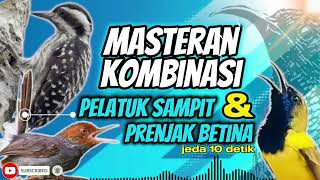 Download lagu MASTERAN SOGON KOMBINASI PELATUK SAMPIT DAN PRENJAK BETINA!!! #sogon #sogongacor #sogokontong mp3