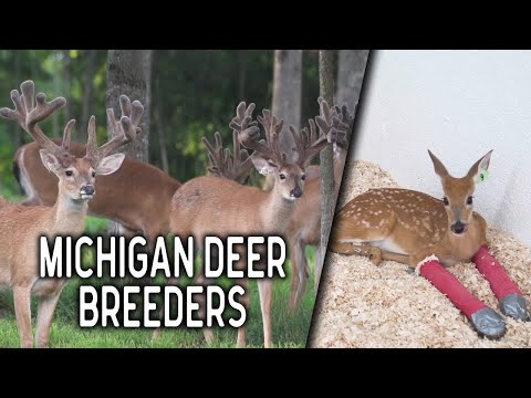 , title : 'Booming Business with Michigan Deer Breeders  | Deer Farming Channel'
