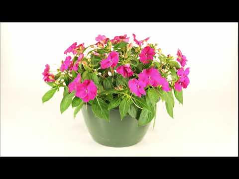 Solarscape Impatiens Bounce Back! (timelapse)