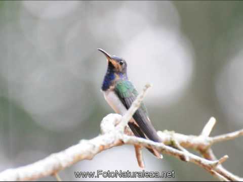 Video: Colibri Jacobino