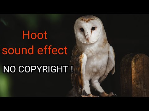 Dark Silent Night owl hooting sound effect for video no copyright