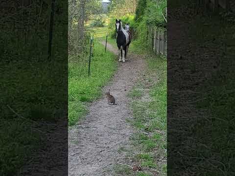 Bunny Terrifies Horses - Ozzy Man Quickies