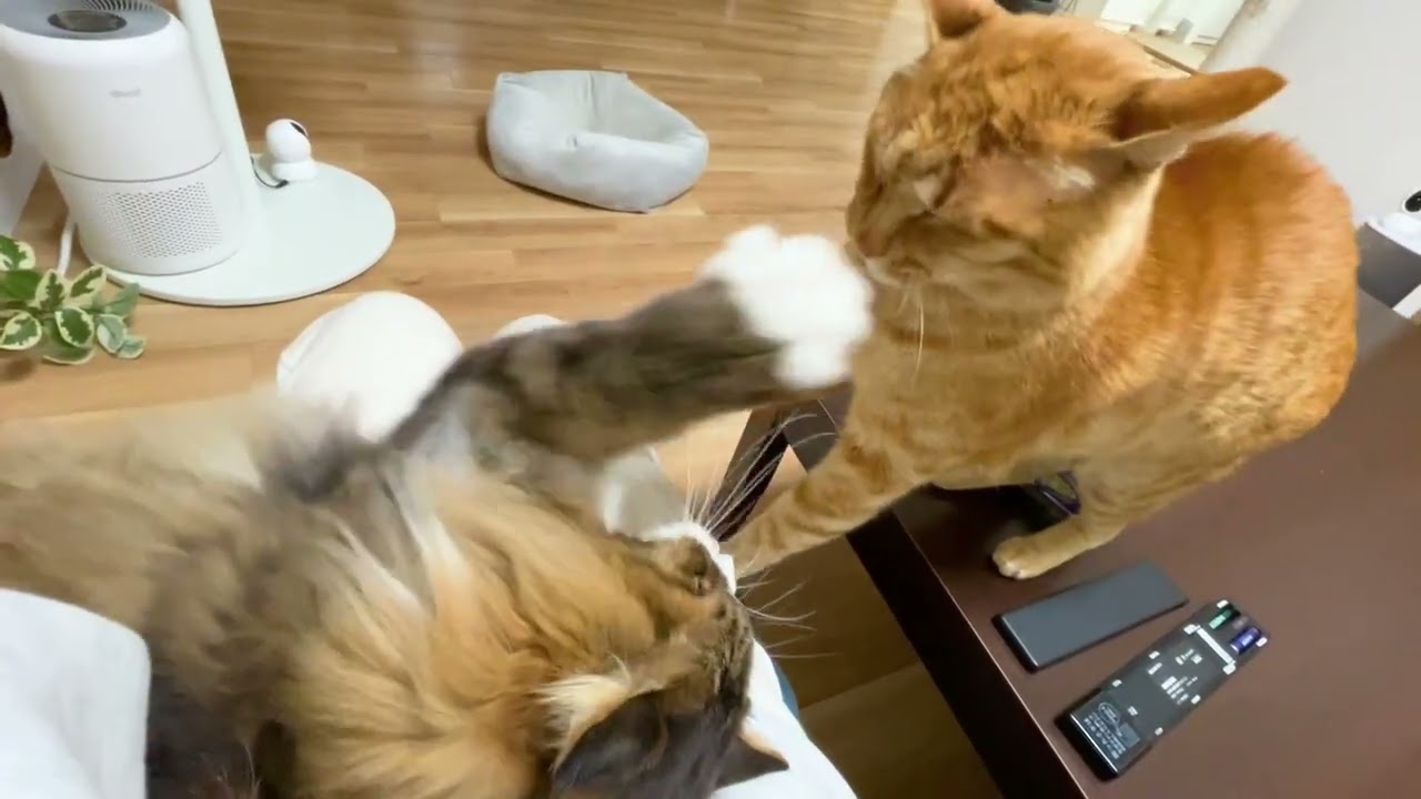 ママの取り合いでバトル勃発‼️元野良猫まるとら&ぽこまる