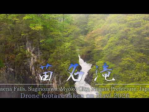 雨後の咆哮 「苗名滝」轟く大瀑布 4KHDR Into the Mist of Naena Falls | Aerial Cinematic