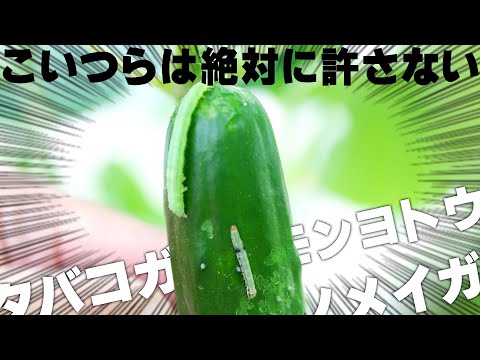 ニンニクやその他の効果的な自然療法を使って鶏の駆虫をする方法：ヒント  庭園