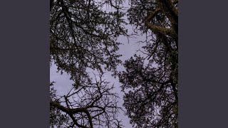 Chasing Kites - The Woods video