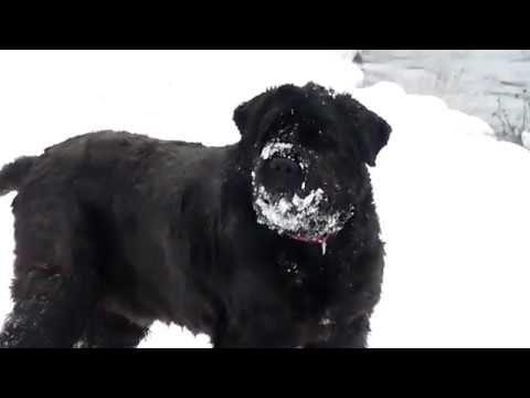 DOGS LOVE DEEP SNOW,
