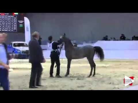 N.49 D AJAYEB - Dubai 2016 - Yearling Fillies (Class 2B)