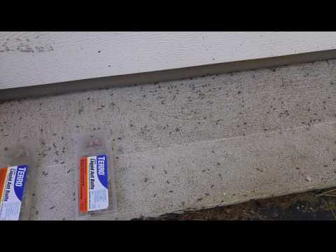 Pavement Ants Invade Home in Plainsboro, NJ