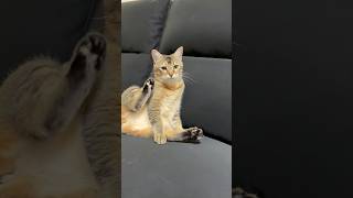 ただ可愛いだけの動画 #shorts