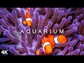 AQUARIUM in 4K | 2 Hours | Exotic Fish Marine Animals Pets Music Relaxing TV for Cats Ultra HD