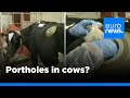 Swiss made: cows fitted with portholes in stomach to test digestion