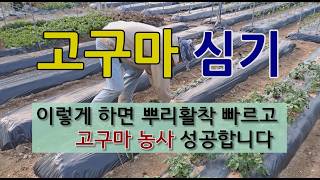 고구마 심기 이렇게 하면 고구마 농사 성공합니다. #고구마 심는 시기 #고구마 심는 방법