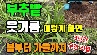 1평 부추밭 웃거름 이렇게 해주면 가을까지 굵은 부추 3년간 무한리필 농사가 편해집니다 #부추키우기