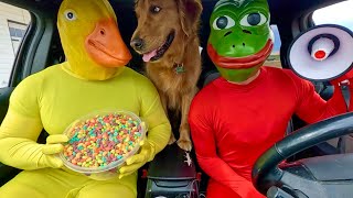 Download lagu Rubber Ducky Surprises Frog, Puppy & Police in Car Ride Chase mp3