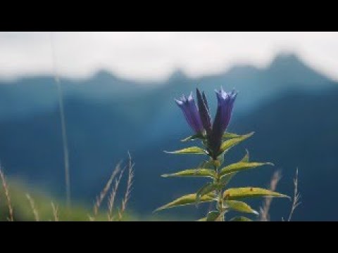 Im Einklang mit den Elementen