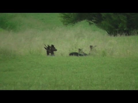 Sauen im offenen Feld