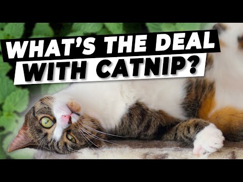 The Science Behind Catnip | Why Does It Affect Cats?