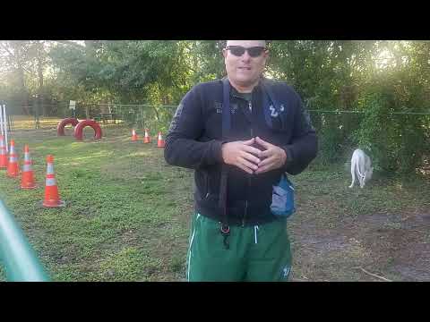 Training Dogo Argentinos and all other working dogs for service and protection.