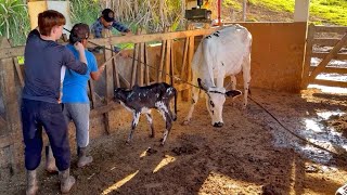 Cão de caça/ viagem pra Goiás/ andando a cavalo/ vaca parida/ LIDA EM FAMÍLIA e mais ..