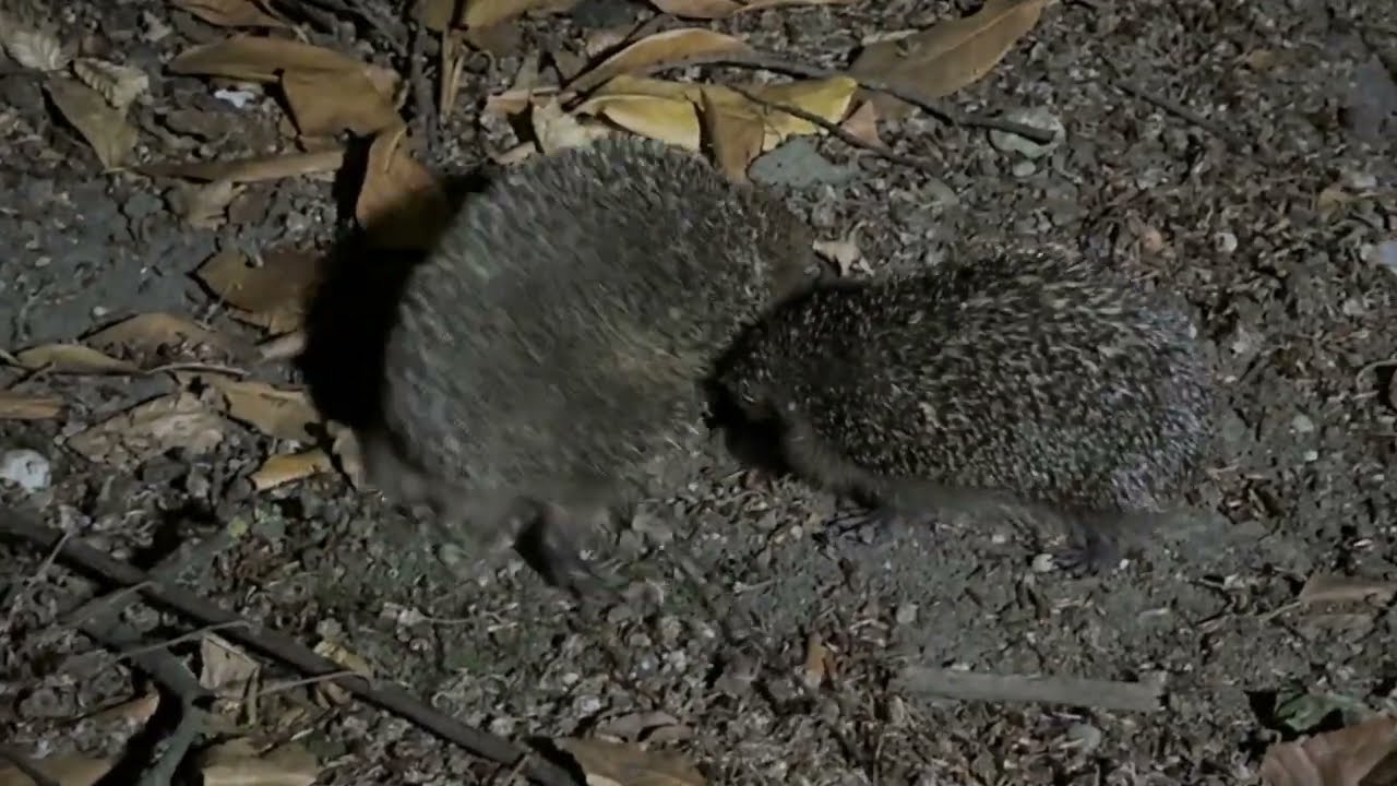 Paarungsreigen der Igel 2026