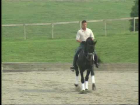 Cor Noir - Holsteiner Stallion