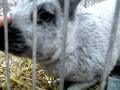 Gentil Lapin