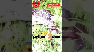 Python’s Deadly Hunt: Deer Swallowed Whole in the Jungle, Real Nature Attack#wildlife #treepython