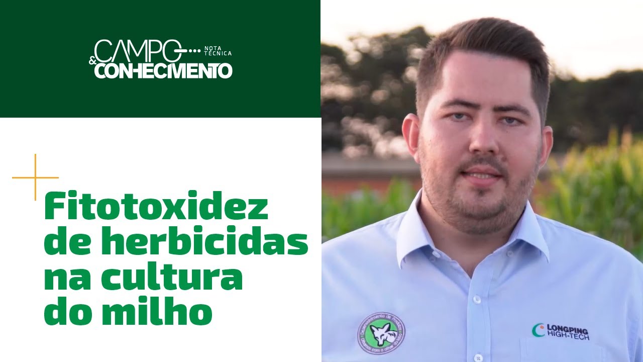 Fitotoxidez de Herbicidas na cultura do milho - Campo & Conhecimento ​
