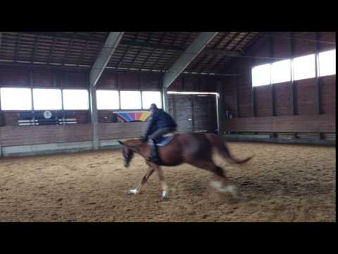 4j Nabab de Reve-Cardento-Diamant de Semilly