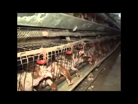 Chickens Eggs and Pigs MOST ABUSED ANIMALS ON EARTH Why Vegan Vegetarian Meat less not PETA Bacon