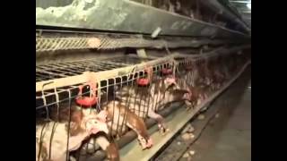 Chickens Eggs and Pigs MOST ABUSED ANIMALS ON EARTH Why Vegan Vegetarian Meat less not PETA Bacon