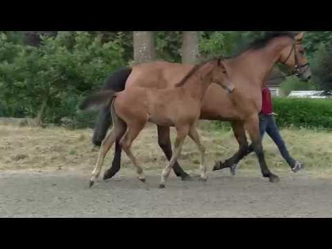 STALL STECHER Holsteiner SF v. Hermes de Lux - Corrado II