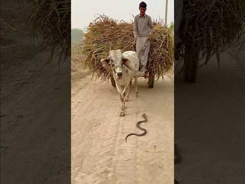 Cobra 🐍 in front bull ready