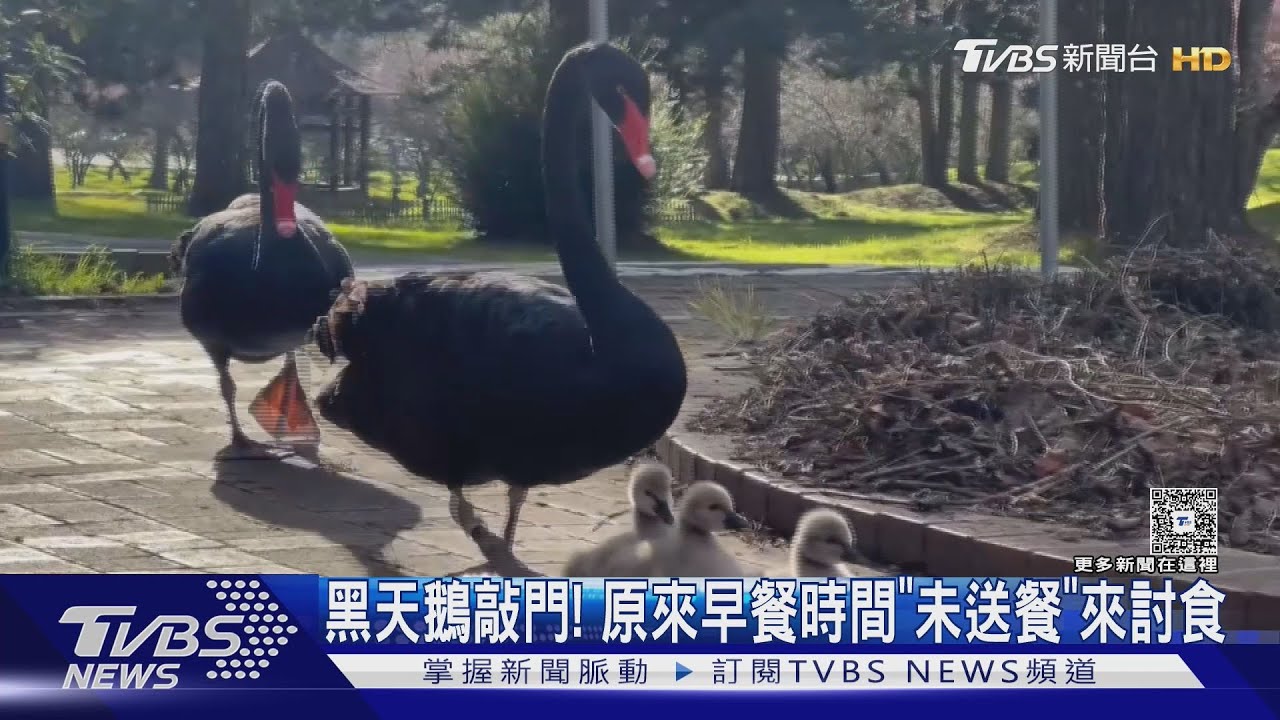 黑天鵝敲門！　原來早餐時間「未送餐」來討食
