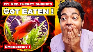 Non-Cycled Emergency Shrimp Tank Build ! ( Will they survive ?)