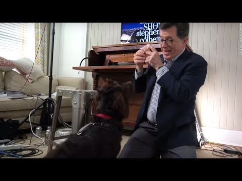 Stephen Colbert's dog Benny is the new star of the 'Late Show'