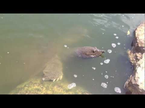Giant African Softshell Turtles(Trionyx triunguis) In Israel River .mov