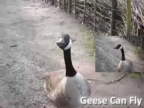 A Sparta Remix Out Of Geese