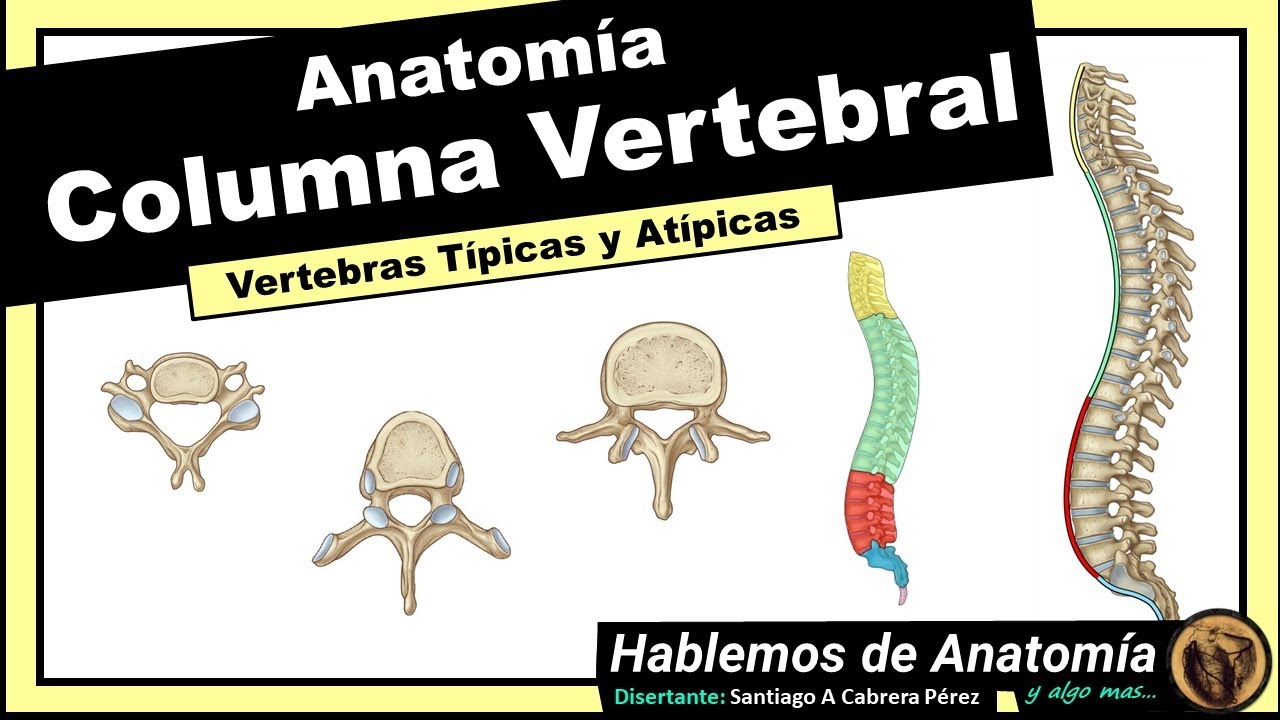 🔴👉 COLUMNA VERTEBRAL 🟩 ANATOMIA 🟪