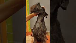 Consigli per un corretto utilizzo delle forbici con doppia dentatura