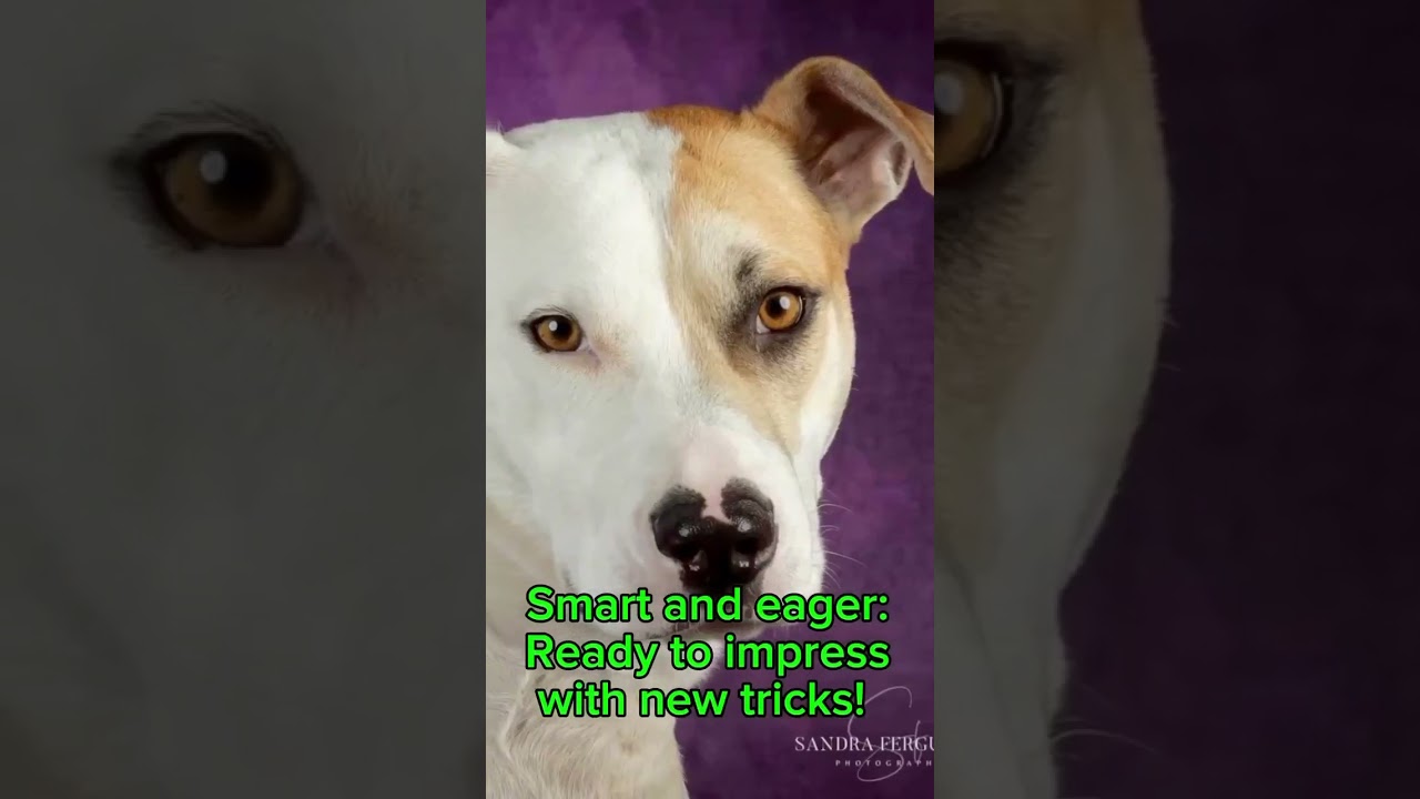Miko, a Adoptable Mixed Breed in Bartlett, TN video 6/6